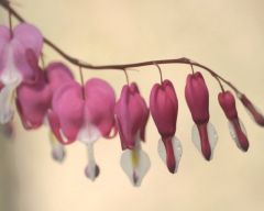 Tapeta Nature Flowers 578.jpg